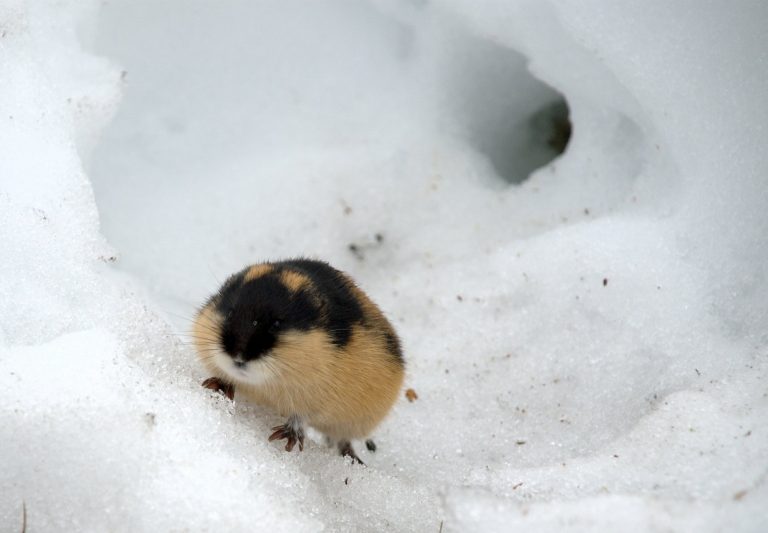 Aki megteremtette a lemming-legendát: Disney sötét titka