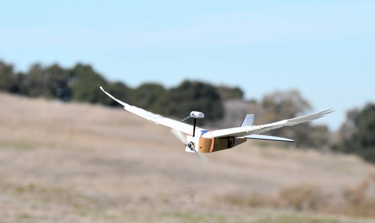 A robotgalamb felfedi az élővilág egyik legfontosabb titkát