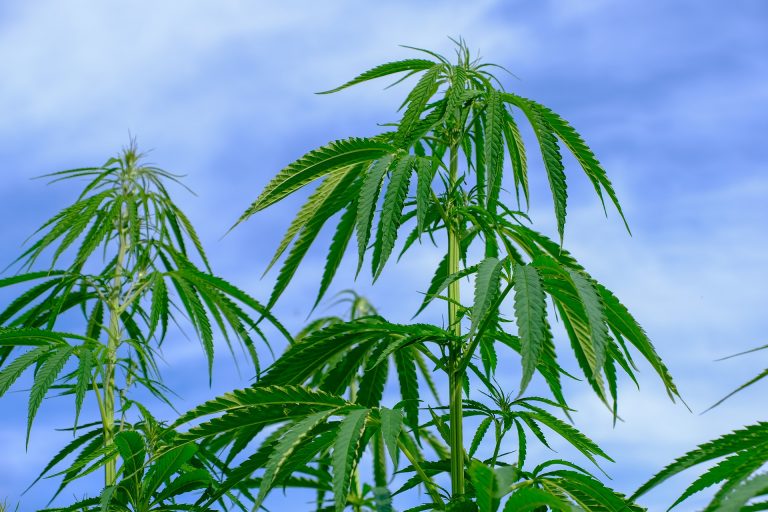 A THC-nál harmincszor erősebb vegyületet nyertek a kannabiszból