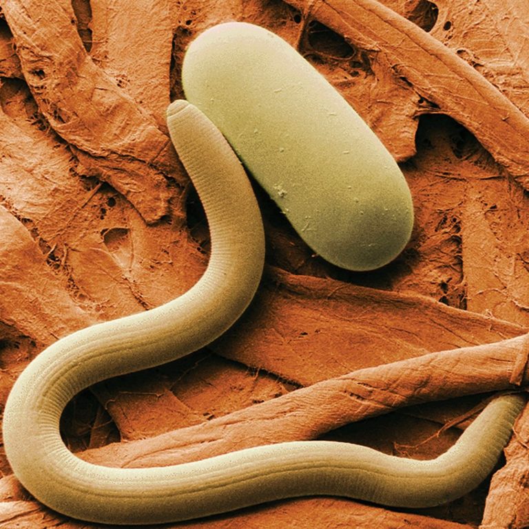 Új antibiotikum egy apró féregből, amely elpusztíthatja a szuperbaktériumokat