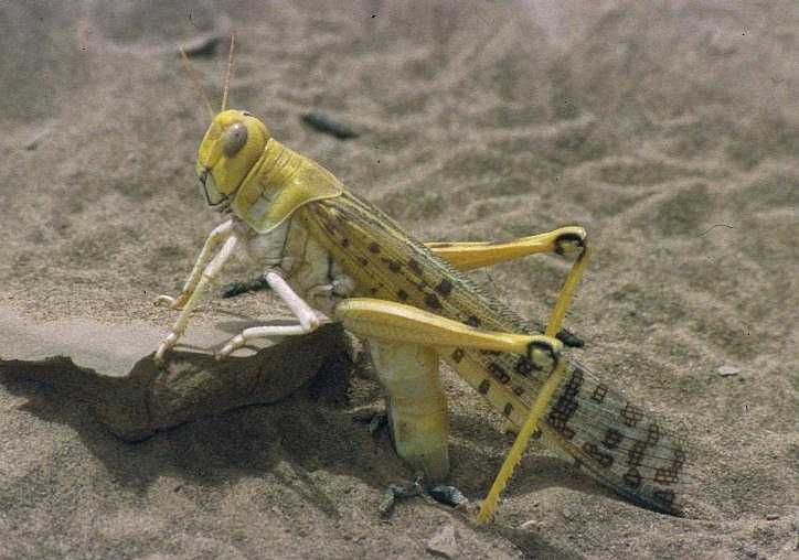 Drámai az afrikai sáskahelyzet