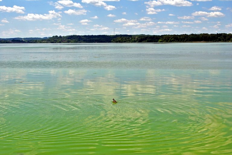 Ne lepődjünk meg, ha idén is több algát látunk a Balatonban