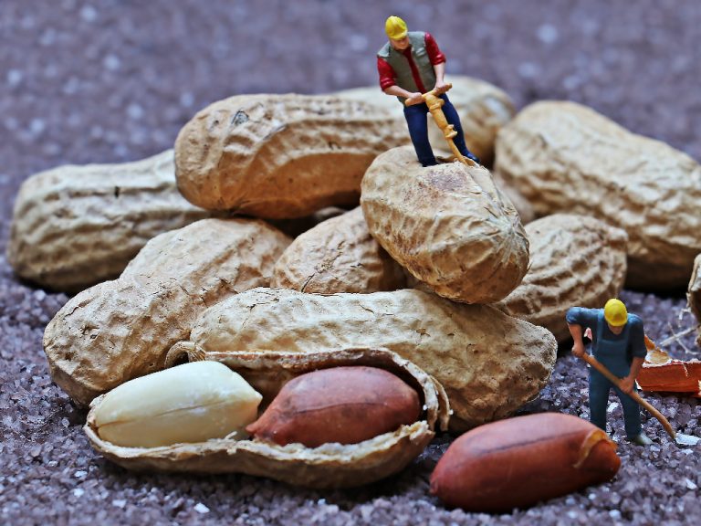 Itt az első gyógyszer a földimogyoró-allergia kezelésére