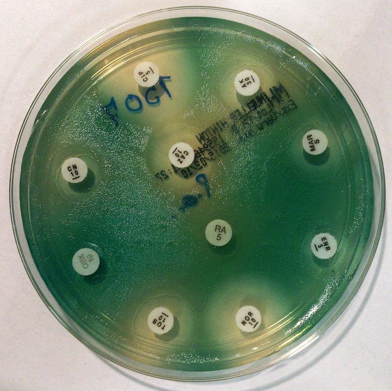 Felfedték a nehézsúlyú szuperbaktériumok antibiotikum-rezisztenciájának titkát