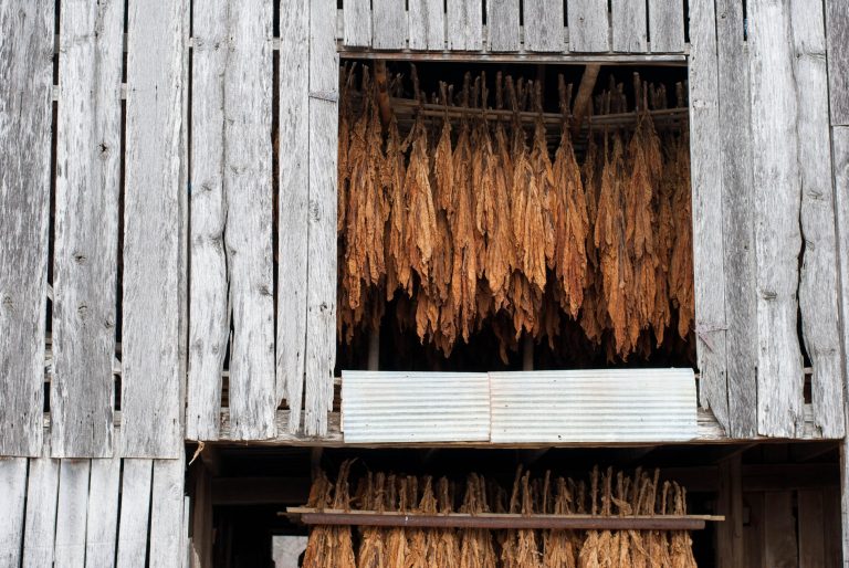 A British American Tobacco növényi alapú koronavírus-vakcinán dolgozik