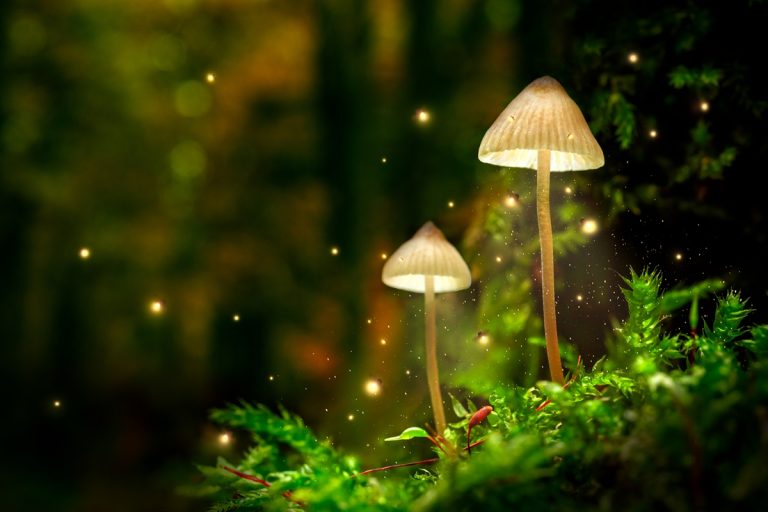 A szemünk előtt elevenedik meg az Avatar világító dzsungele