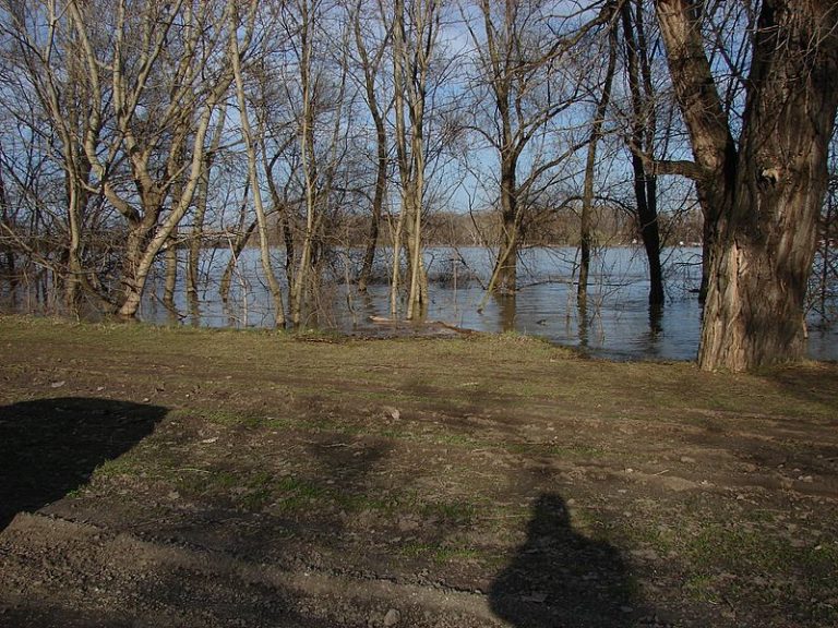 Aláírást gyűjt a WWF a Hajógyári-sziget zöld területének a megmentésére