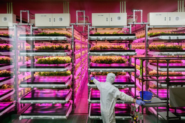 Jeff Bezos is támogatja Amerika legjobban finanszírozott vertikális farmját