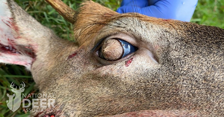 Miért botladozott egy szőrös szemű, „zombi” szarvas egy város kellős közepén az emberekre fittyet hányva?