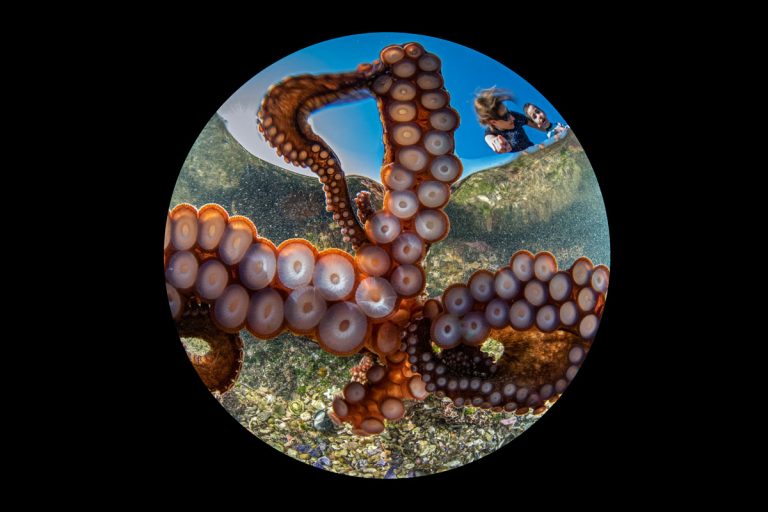 Az Ocean Art 2020 vízalatti természetfotós verseny győztes képét egy polip fotózta