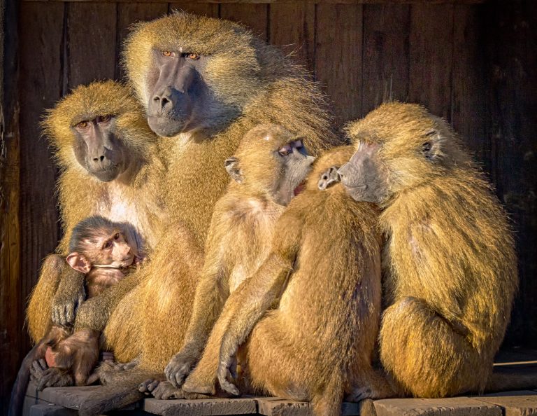 Magyar kutatók kérdőjelezték meg a Darwinhoz köthető alapvető tézist az utódgondozásról