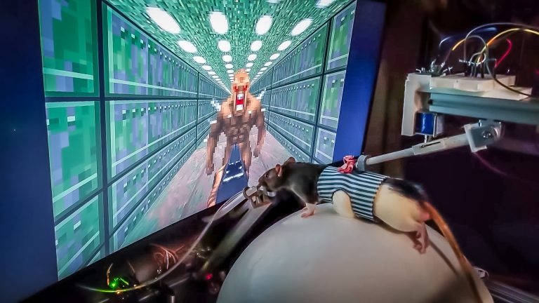 Egy magyar neuromérnök patkányokat tanított meg doomozni