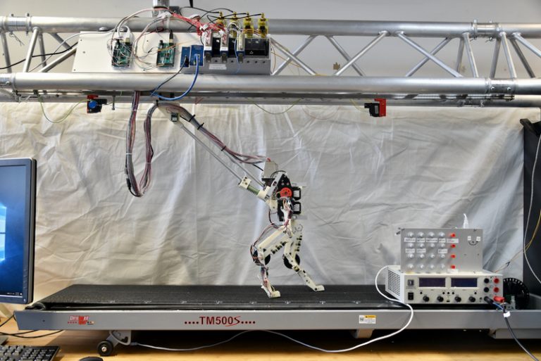 T. rexekhez és madarakhoz hasonlóan szaladnak majd a jövő robotjai