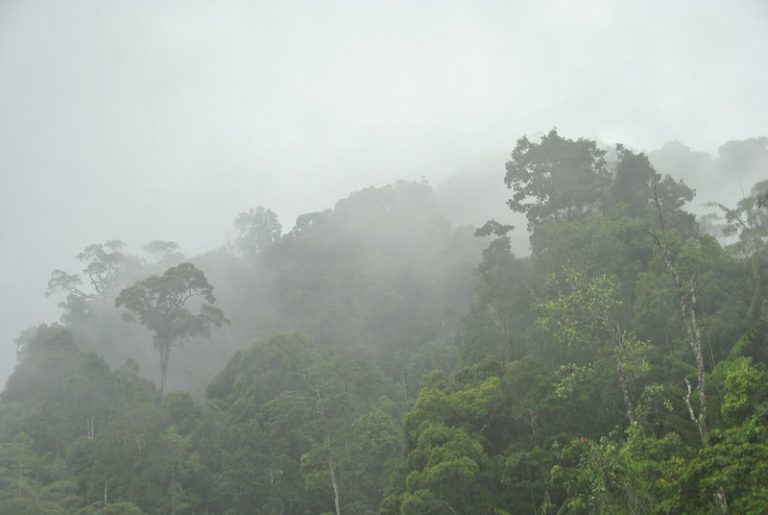 A véres irónia, ami miatt soha többé nem találták a titokzatos civilizációt az Amazonas-medencében