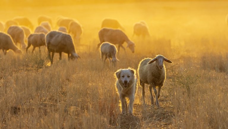 El fog fogyni a nitrogén a talajból, ami nagyon rossz hír