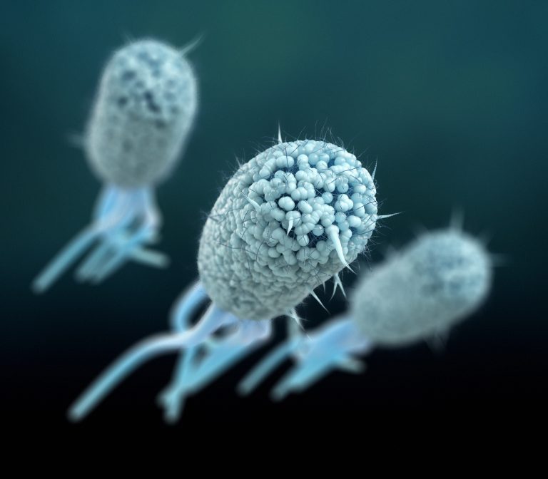 A konvergens evolúció újabb, nem várt példáját fedezték fel a kutatók
