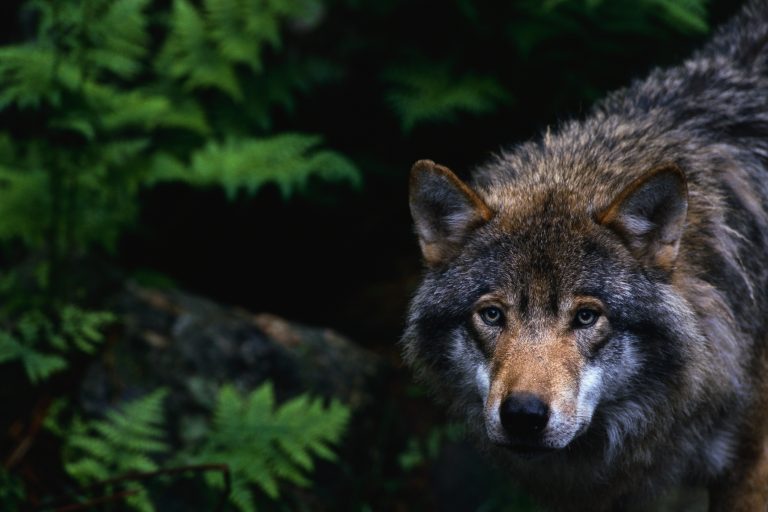 Veszélybe kerülhetnek a Kárpátok erdői az emberi tevékenység miatt