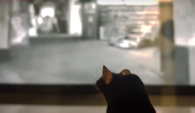 Az egerek agyából már képeket is kiolvas a mesterséges intelligencia: videó