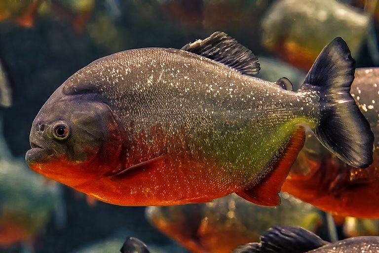 Nyolc turista lábát csócsálták meg a piranhák egy brazil üdülőben