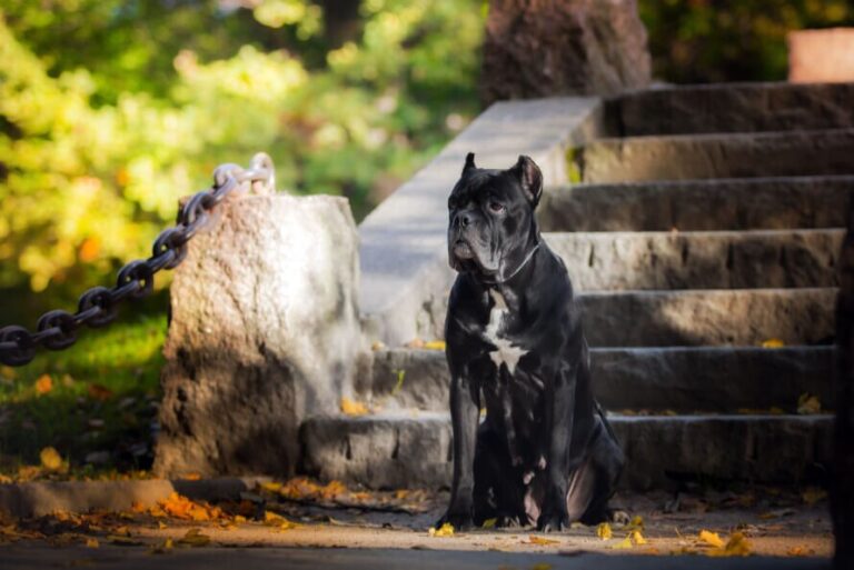 Ismerd meg a cane corso kutyafajta külső és belső jellemvonásait!