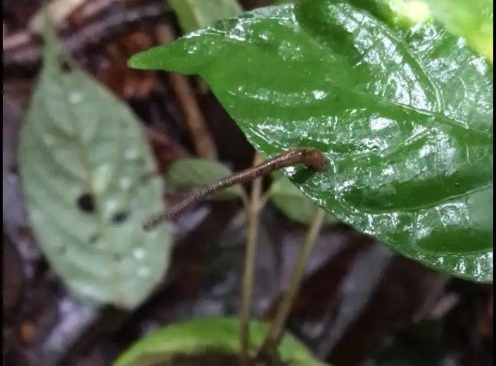 Madagaszkár esőerdőinek mélyén olyan piócafaj lakik, amivel nem szívesen találkoznánk
