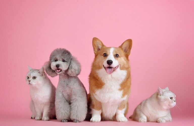 Milyen kisállat termékeket vásárolhatunk online?