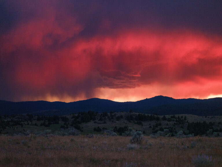 Alattomban gyilkol a világ második legnagyobb és legősibb élő organizmusa